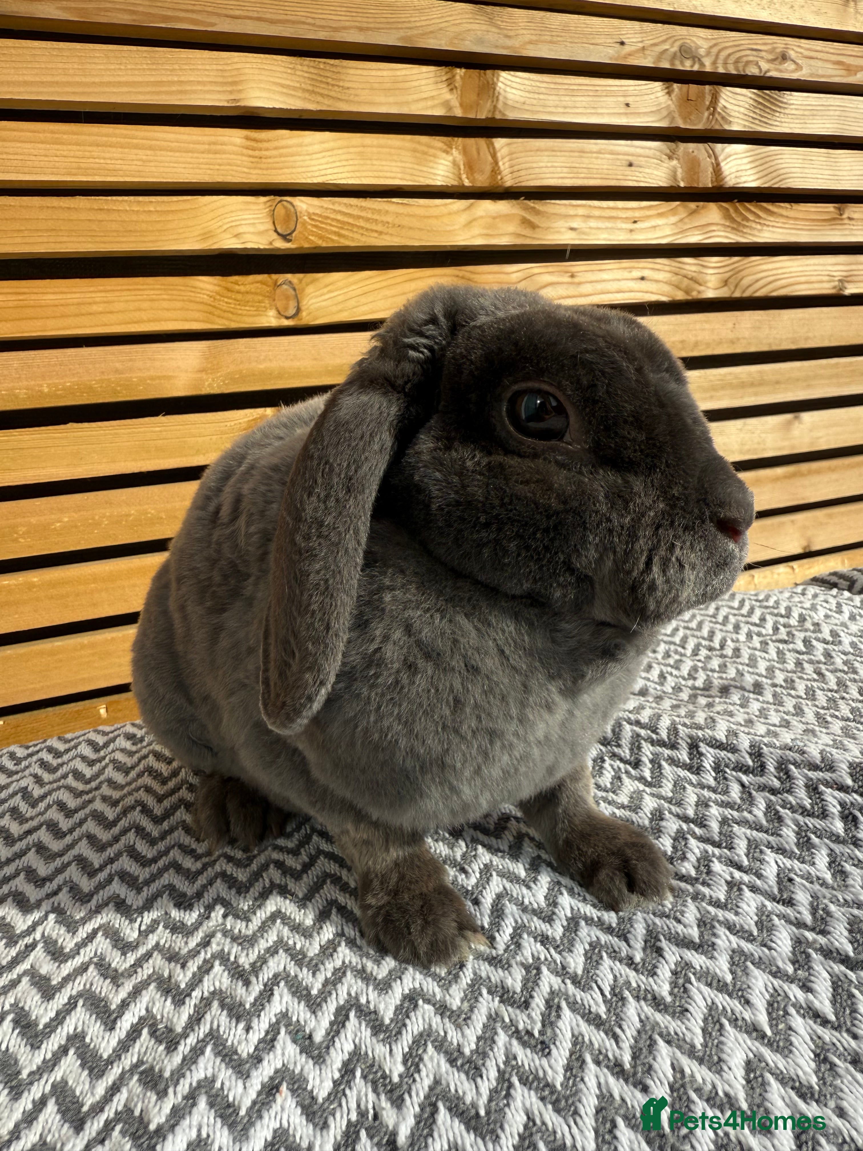 Mini Lop rabbits Mini Plush Lop Girls  - Advert 2