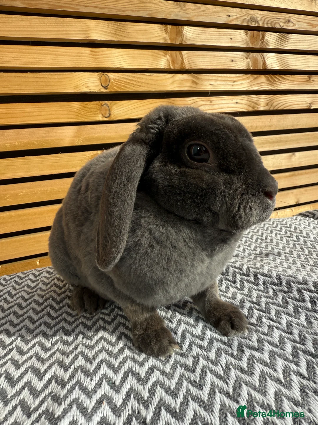 Mini Lop rabbits for sale: Mini Plush Lop Girls  - Advert 5