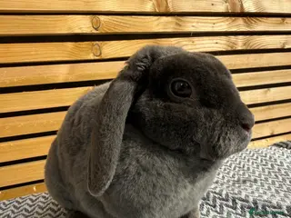 Mini Lop rabbits Mini Plush Lop Girls - Advert 2