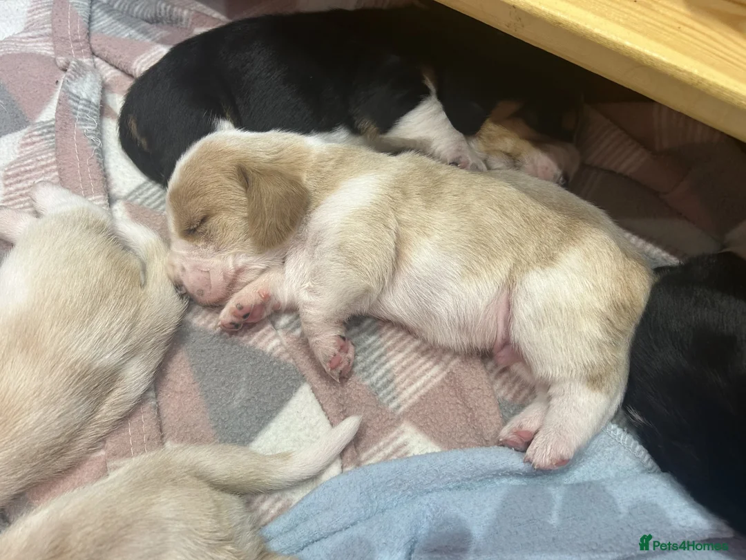 Basset Hound dogs for sale: KC Registered Basset Hound Puppy - Red & White Boy - Advert 2