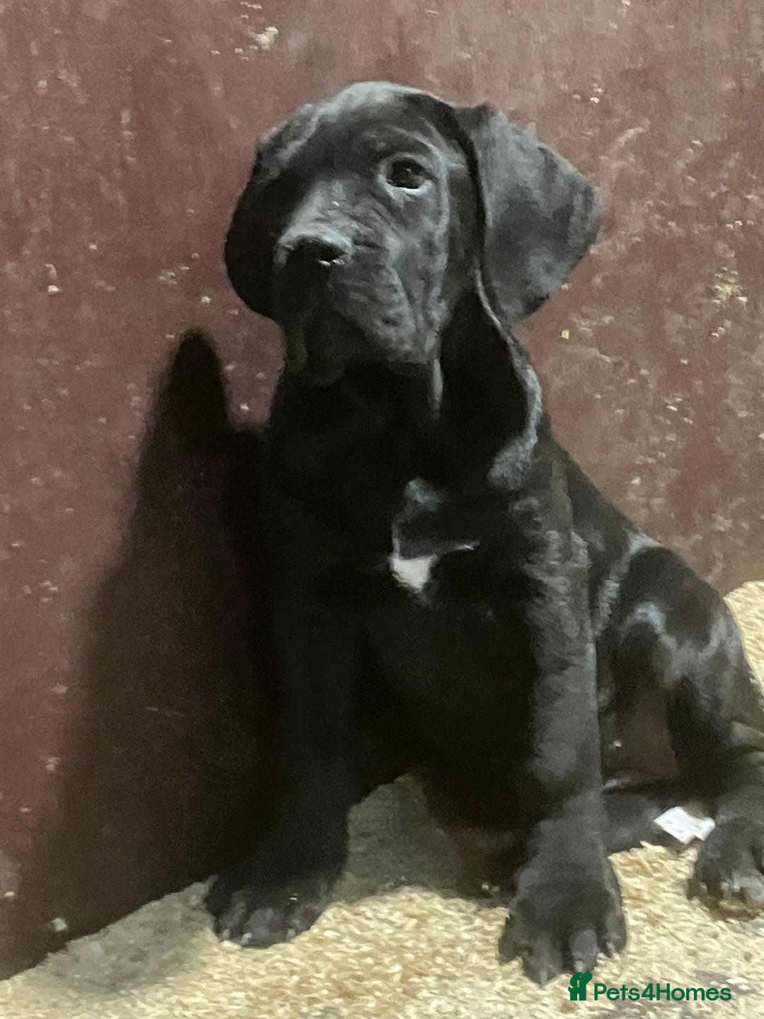 Cane Corso dogs for sale: All are now sold  - Advert 4