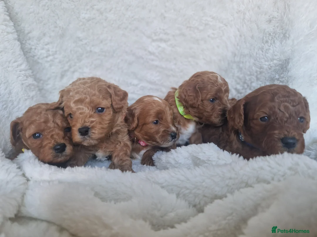 Cavapoo dogs for sale:  1 boy remaining. Health tested stunning cavapoos - Advert 22