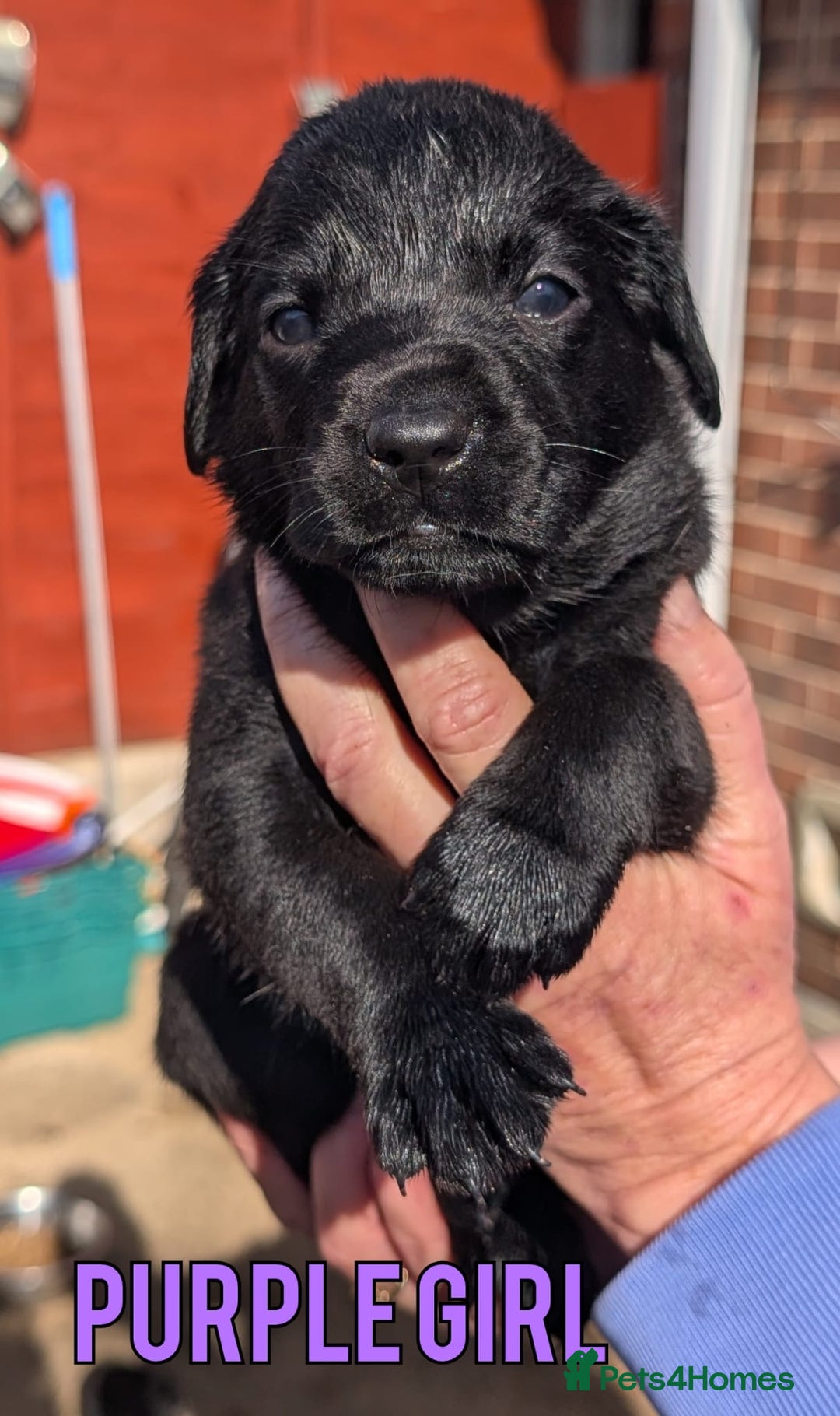 Labrador Retriever dogs for sale: Black/Golden Labrador Pups - Image 6