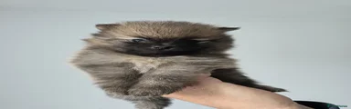 Pomeranian Boy 1