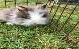 Lionhead rabbits for sale: Lion head Rabbits for sale - Image 5