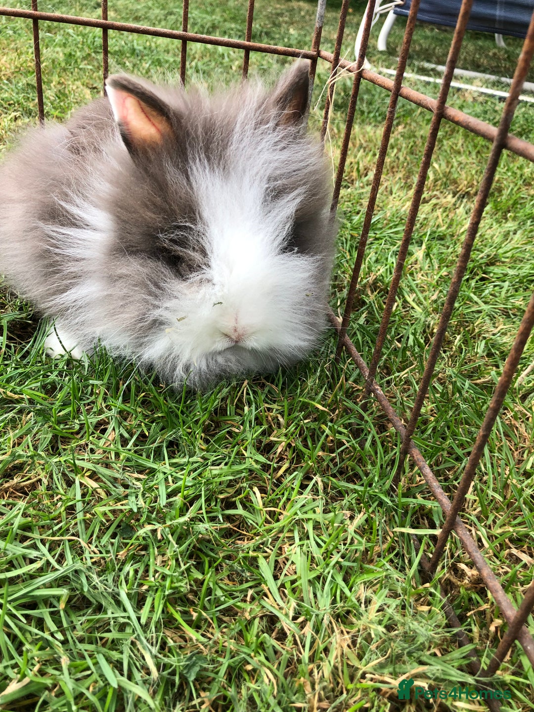 Lionhead rabbits for sale: Lion head Rabbits for sale - Image 5