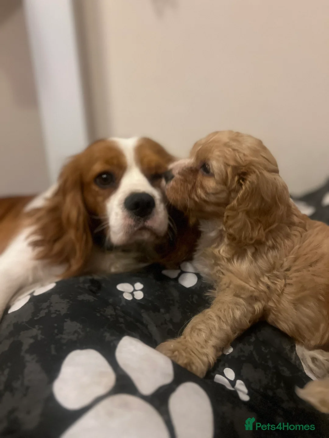 Cavapoo dogs for sale: One Gorgeous Apricot Cavapoo Boy  - Advert 10
