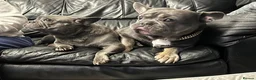 French Bulldog dogs for sale: 2 female blue french bulldogs for a new home in Dagenham - Advert 2