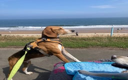 Mixed Breed dogs for adoption: Sweet Kody is ready for his forever sofa - Image 1