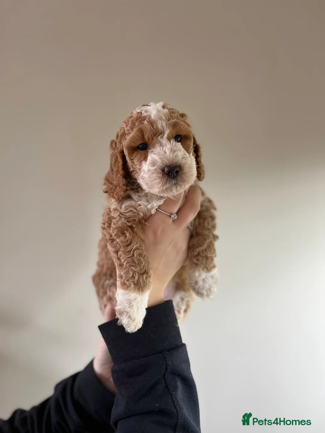 Cockapoo dogs for stud: STUD - F1 Red and white Cockapoo - Health Clear in York - Advert 12