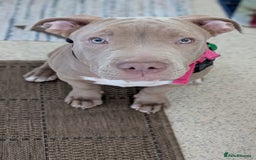 American Bully dogs for sale: American Bully 4 Months Old A Sweetheart  in Stonehouse - Image 26