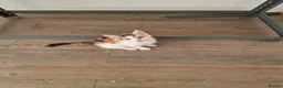 Mixed Breed cats for sale: Handsome Ginger Boy & Adorable Calico Girl - Advert 29