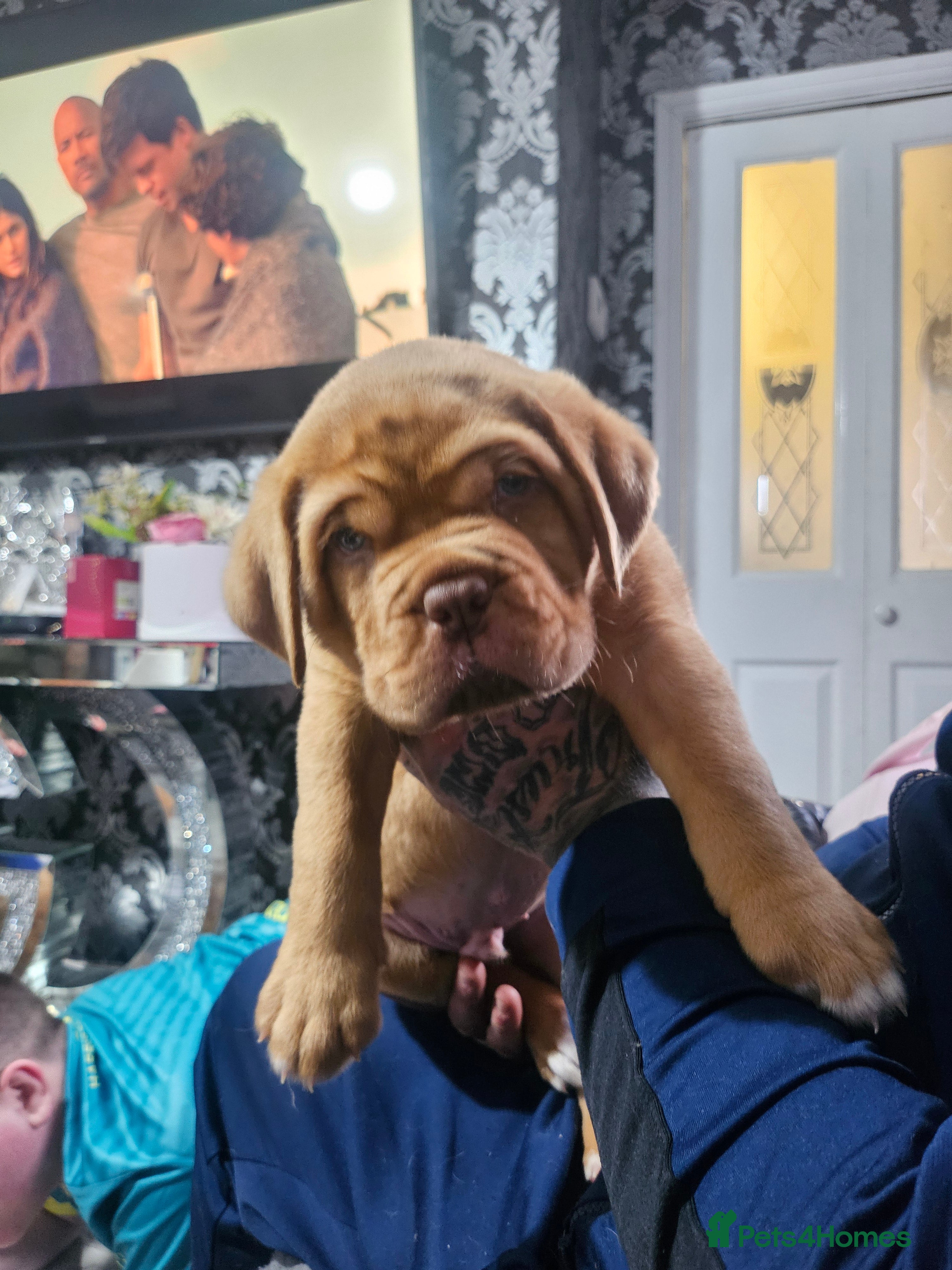 Dogue De Bordeaux dogs Dogue DeBordeaux puppies, 7males,2female - Advert 1