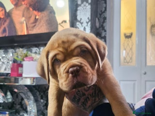 Dogue De Bordeaux dogs Dogue DeBordeaux puppies, 7males,2female - Advert 20