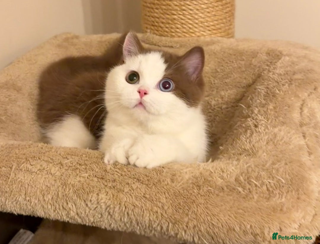 British Shorthair cats for sale: British Shorthair kittens  - Advert 9