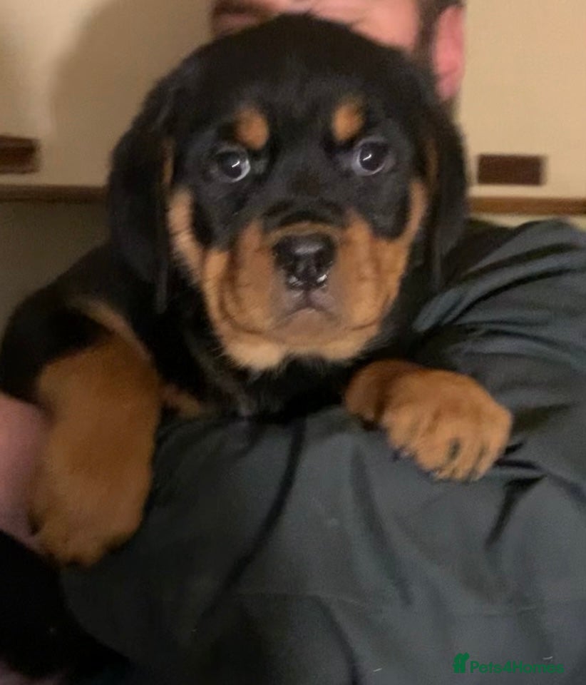 Rottweiler dogs Proper big old fashioned Rottie  pups ready now  - Advert 3