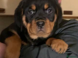 Rottweiler dogs Proper big old fashioned Rottie pups ready now - Advert 10