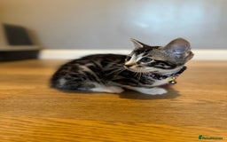 Bengal cats for sale: Ava’s Finest Pure Bengals, THREE Kittens Left. . . in Northampton - Image 38