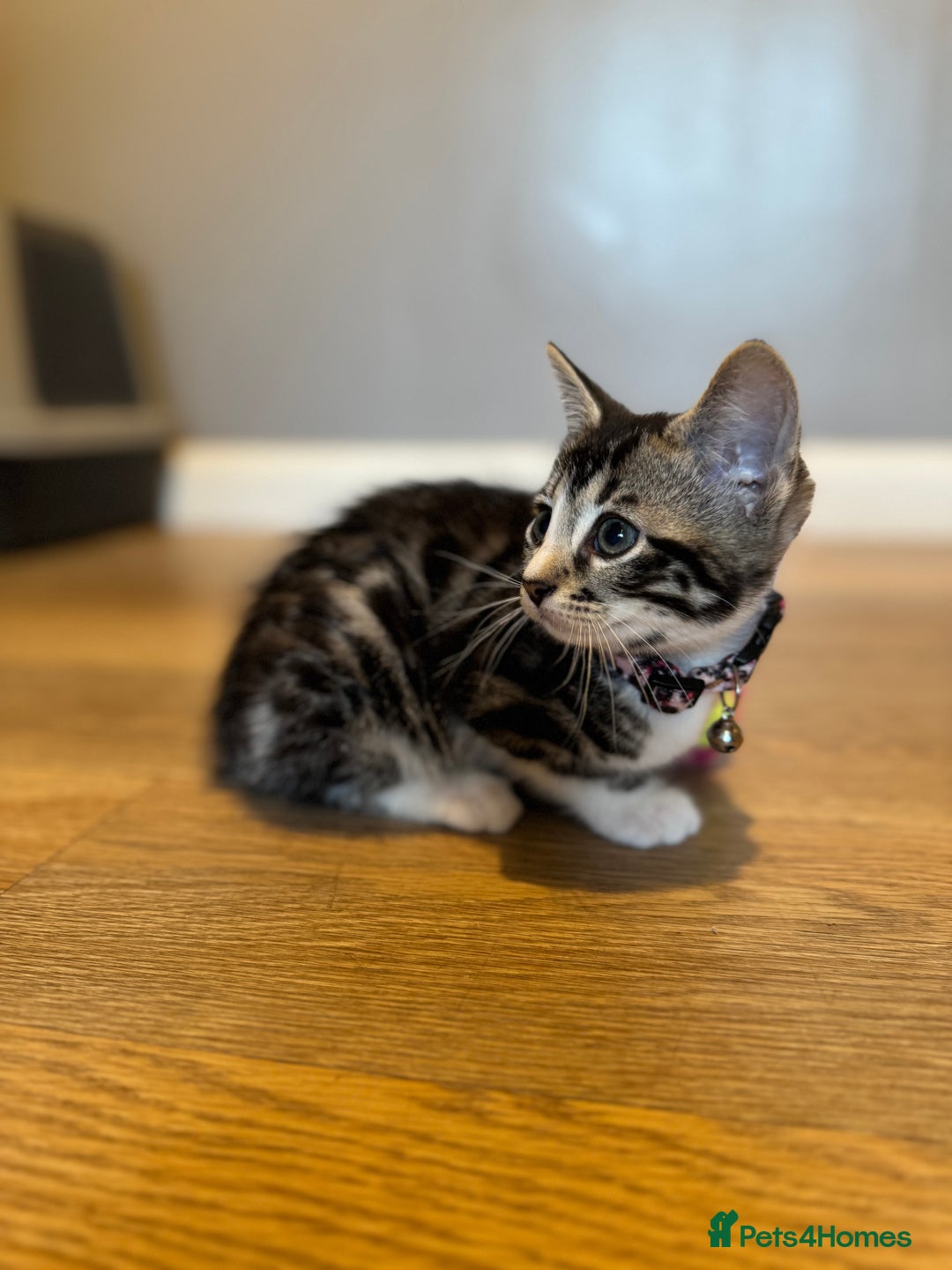 Bengal cats for sale: Ava’s Finest Pure Bengals, THREE Kittens Left. . . in Northampton - Image 38