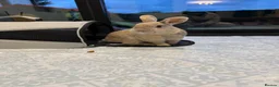 Mixed Breed rabbits for sale: Nibbles and Nora  in Southampton - Advert 8