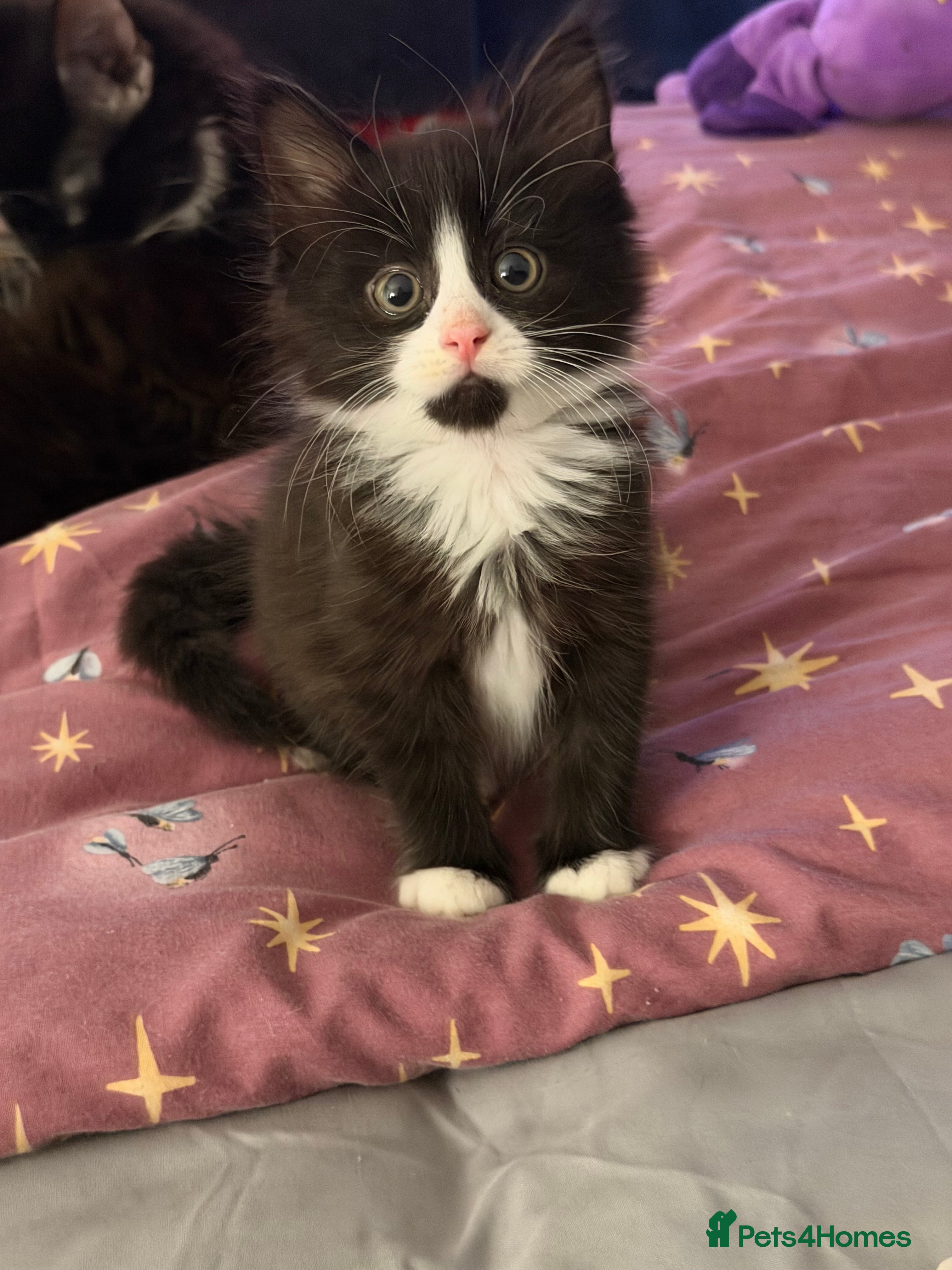 Mixed Breed cats for sale: Two beautiful kittens looking homes 🐾🤍 - Advert 2