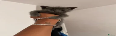 Grey boy