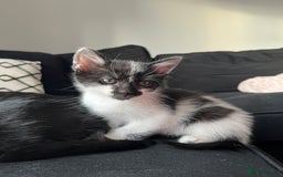 Domestic Shorthair cats for sale: Kittens - Image 6