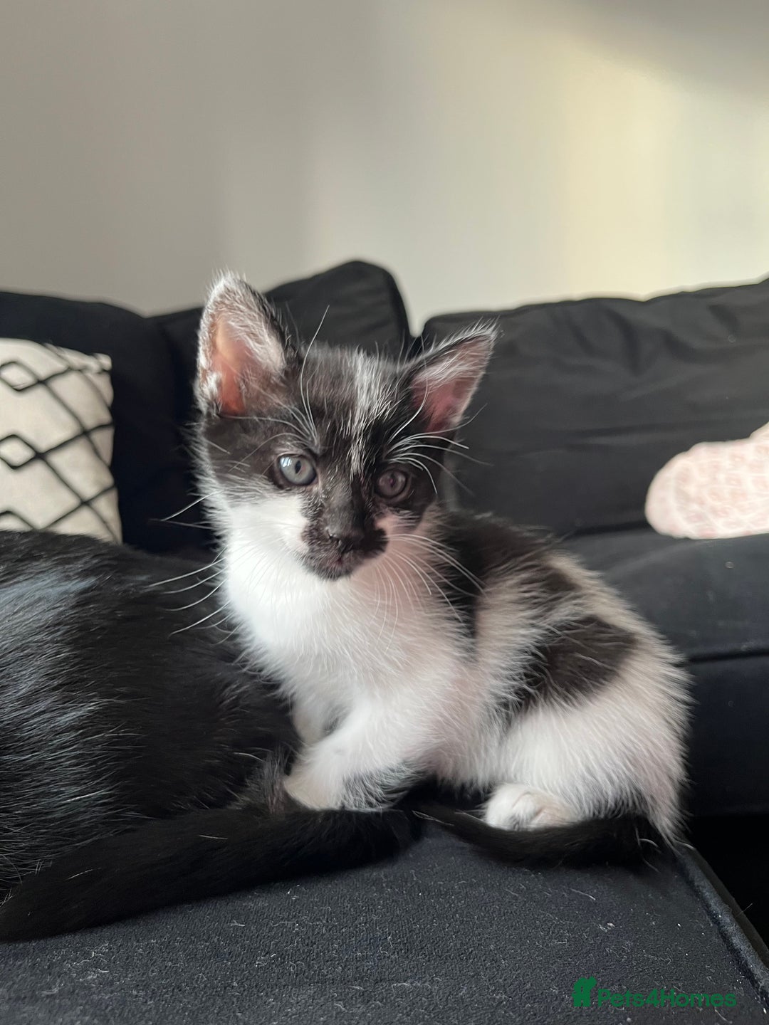 Domestic Shorthair cats for sale: Kittens - Image 6