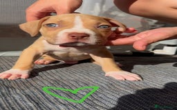 American Bully dogs for sale: Beautiful American Bullies (NOT XL) - Image 4