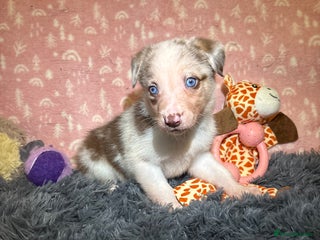 Border Collie dogs Border collie puppies for active homes - Advert 2