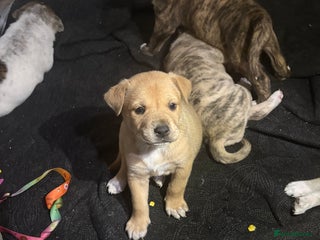 Mixed Breed dogs American akita - Advert 6