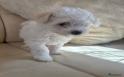 Toy Poodle dogs for sale: Toy poodle x Asian import  - Image 3
