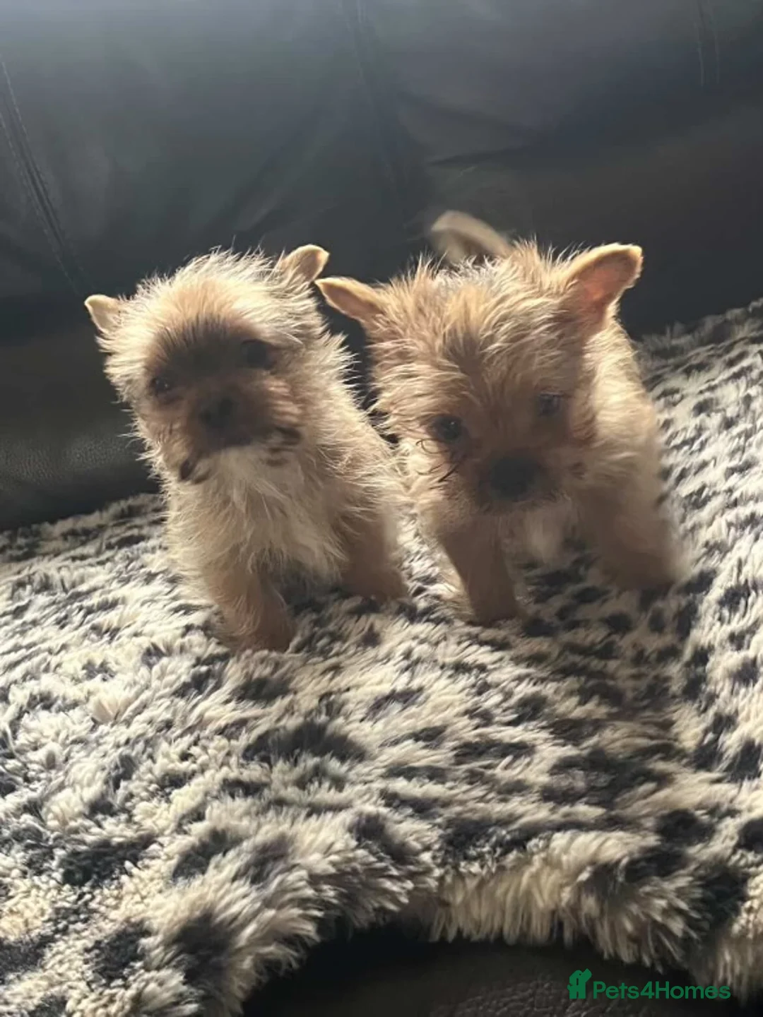Yorkshire Terrier dogs for sale:  **  Yorkshire terriers in Derby - Advert 1