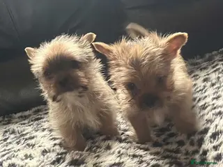 Yorkshire Terrier dogs Teacup Yorkshire terriers in Derby - Advert 2