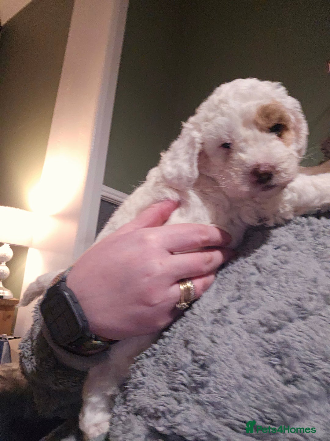 Cockapoo dogs for sale: Ready now! White female cockapoo puppy! - Advert 10