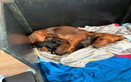 Miniature Dachshund dogs for sale: Miniature long haired dachshund puppies - Image 18