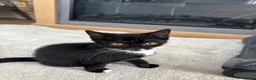 Mixed Breed cats for sale: Adorable kittens  - Advert 12