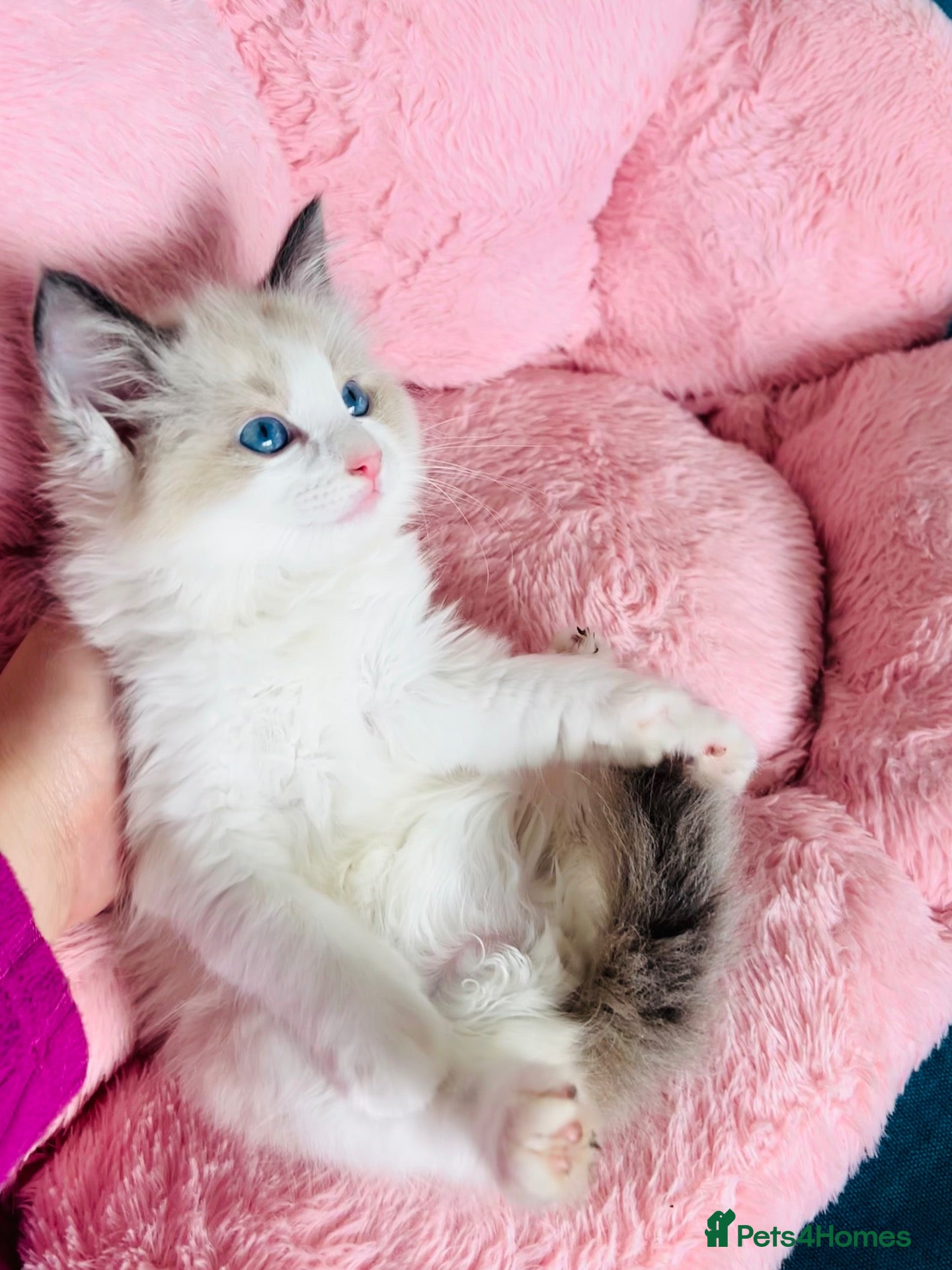 Ragdoll cats for sale: Pure Ragdoll Kittens  - Advert 2