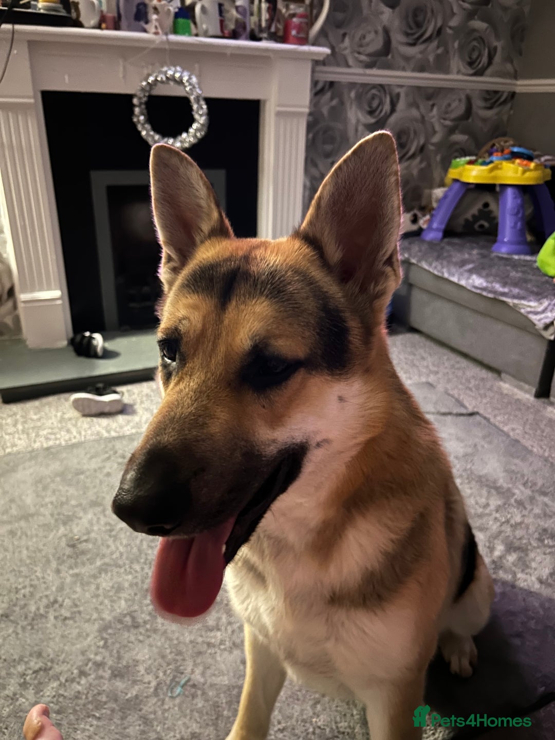 German Shepherd dogs for sale: Male and female - Image 2