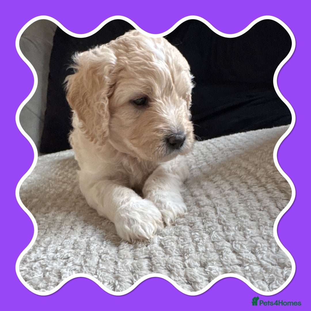 Mini Goldendoodle dogs for sale: Beautiful Family Raised F1 Mini Golden-doodles  - Image 6