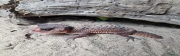 Mixed Breed reptiles for sale: Various geckos and anoles - Advert 4