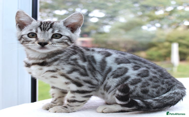 Bengal cats - Advert 7