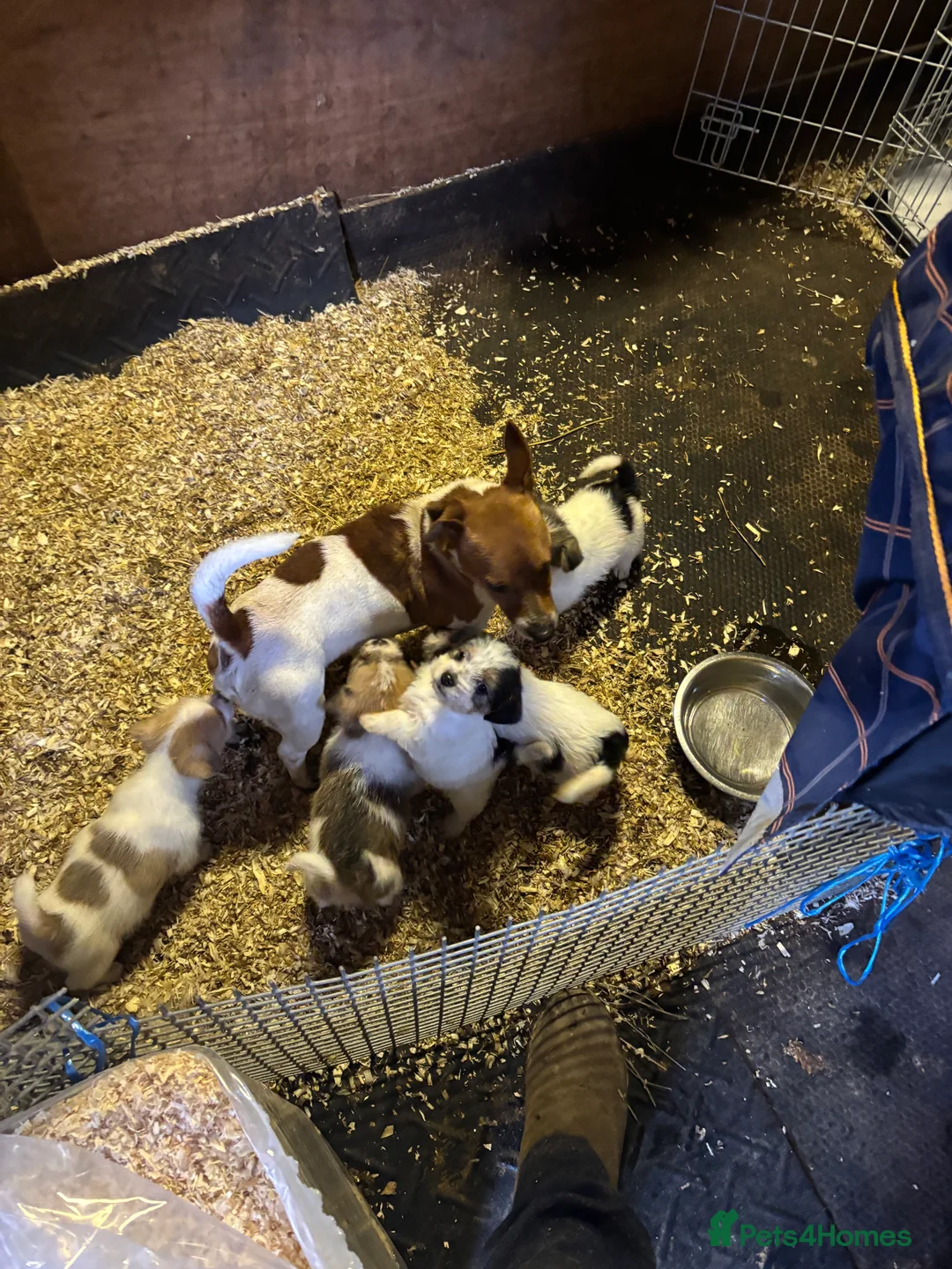 Mixed Breed dogs for sale: Jack tzu - Advert 2