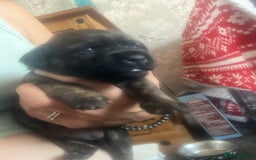 Mixed Breed dogs for sale: Beautiful dachshund/jug x terrier - Image 15
