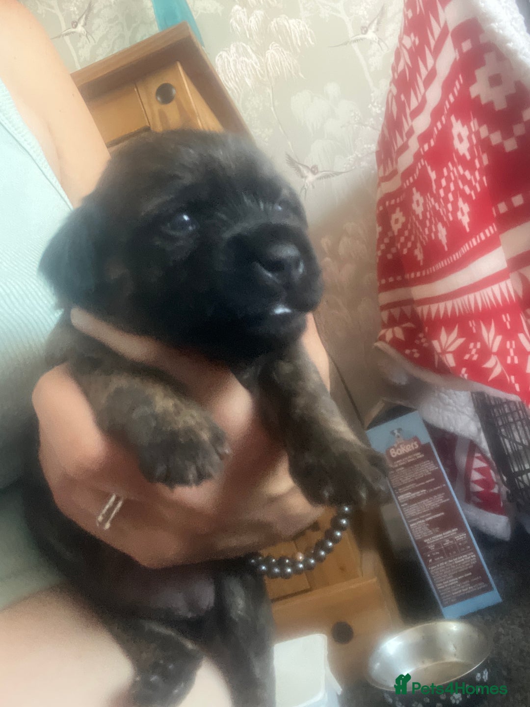 Mixed Breed dogs for sale: Beautiful dachshund/jug x terrier - Image 15