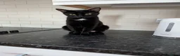 Mixed Breed cats for sale: Lovely variety pack of kittens  in Penzance - Advert 13