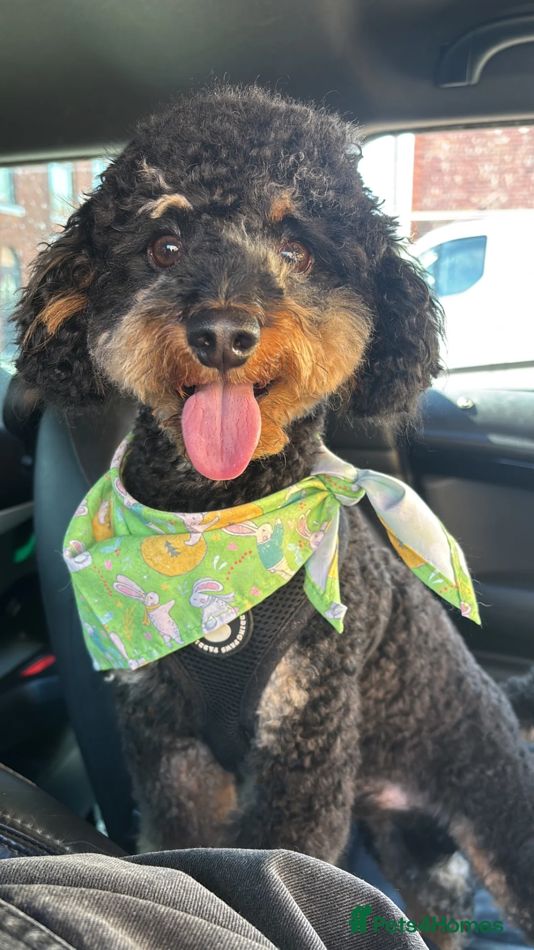 Cockapoo dogs for sale: 2 year old cockapoo in Manchester - Advert 1
