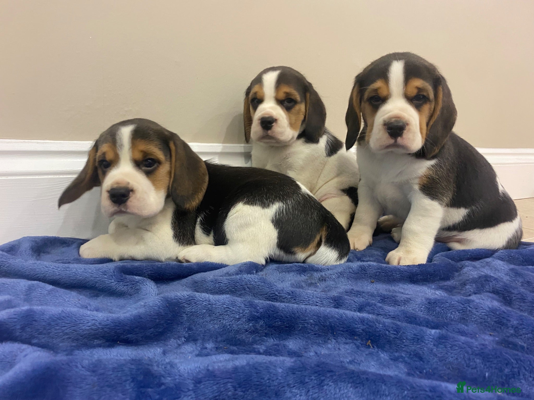 Beagle dogs Chunky friendly beagles  - Advert 2