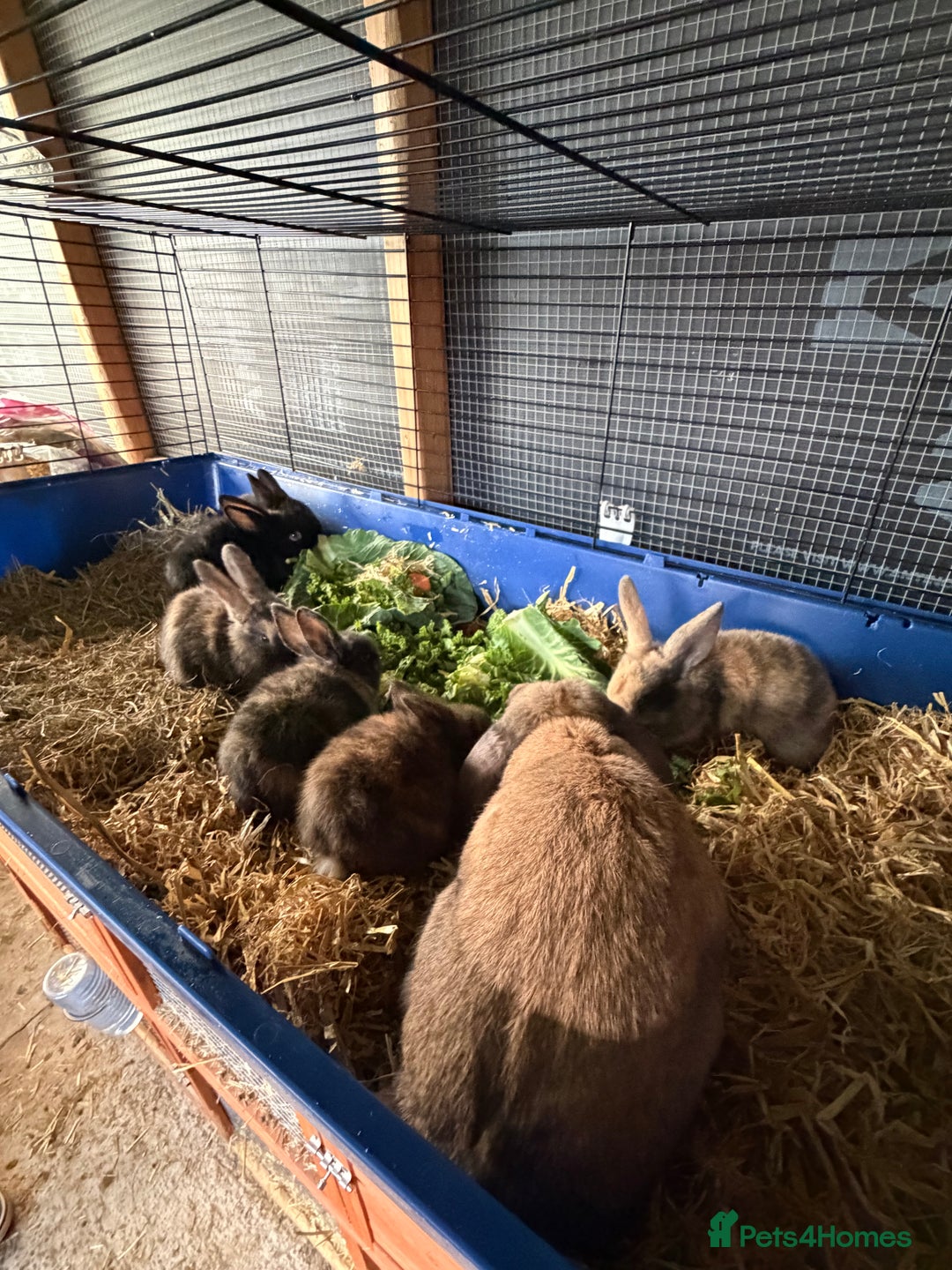 Mixed Breed rabbits for sale: 6 beautiful baby rabbit - Advert 9