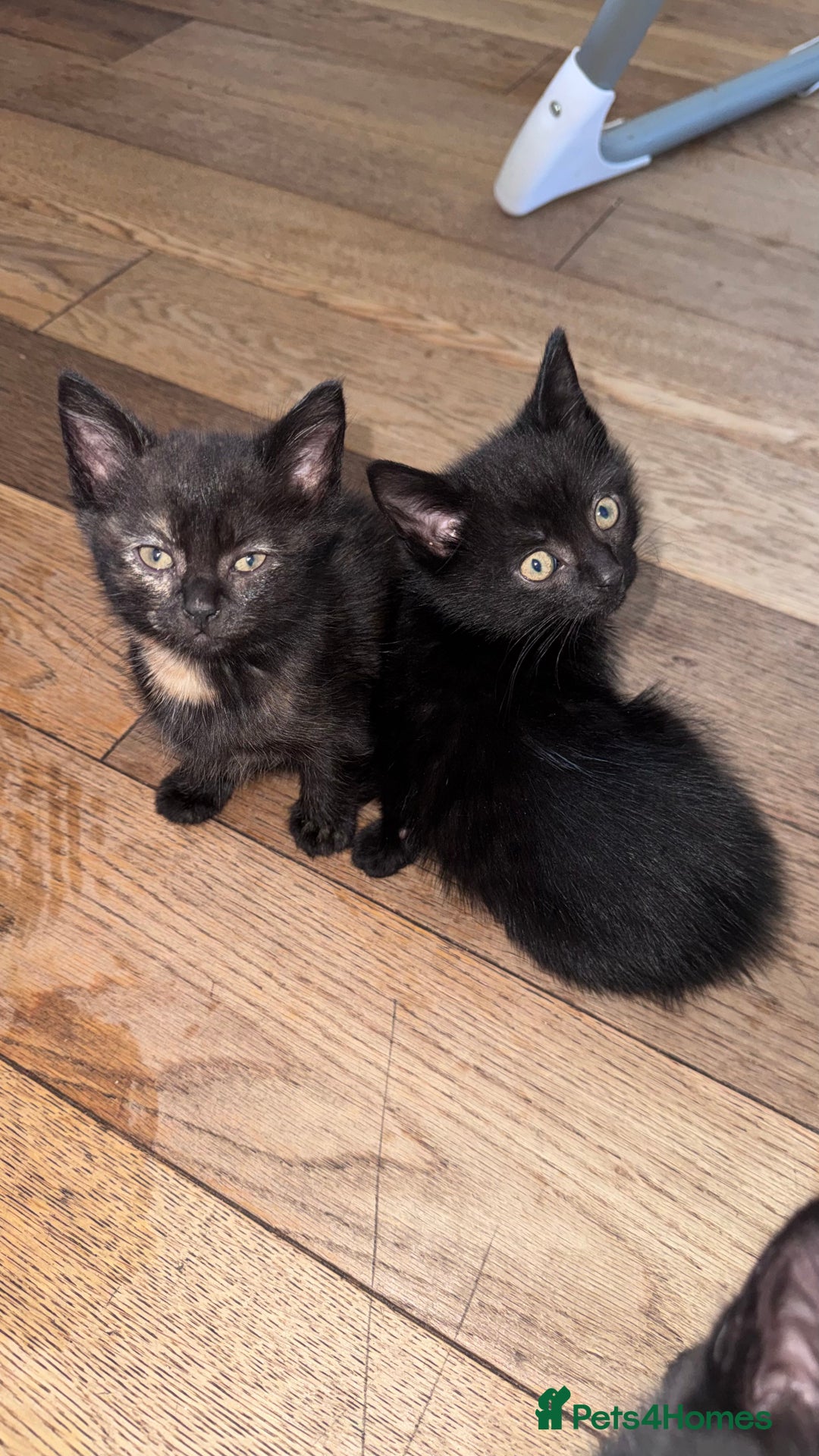 Mixed Breed cats for sale: Adorable Kittens Ready for Their Forever Homes🐾 - Image 10